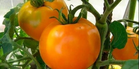 Paradajz narandža: recenzije, fotografije, prinos